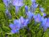 Show product details for Gentiana x macaulayi Praecox